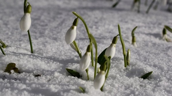 Bu Çiçeğe Yaklaşmayın Bile! Cezası 699 Bin 245 TL