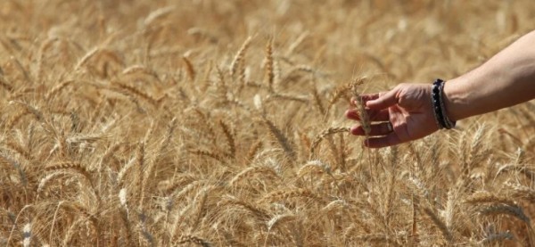 Dünya Tahıl Üretiminde Rekor Beklentisi!