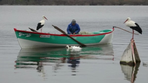 Bursalı Balıkçı Leylek İle Hasret Gideriyor!