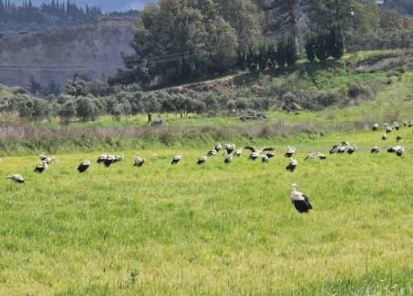 Hatay'da göç yolundaki leyleklerin yolculuğu