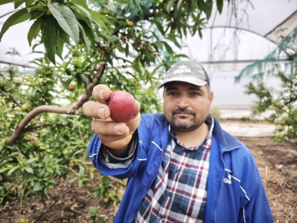 Alternatif Ürün Olarak Üretildi! Kilosu 500 TL'den Satılıyor