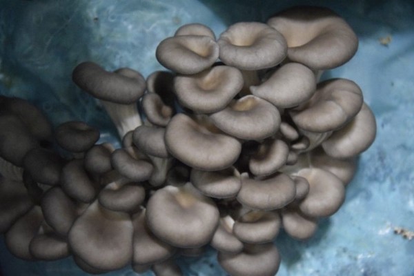 Hobi Olarak Başladı! Günde 1 Ton Hasada Ulaştı