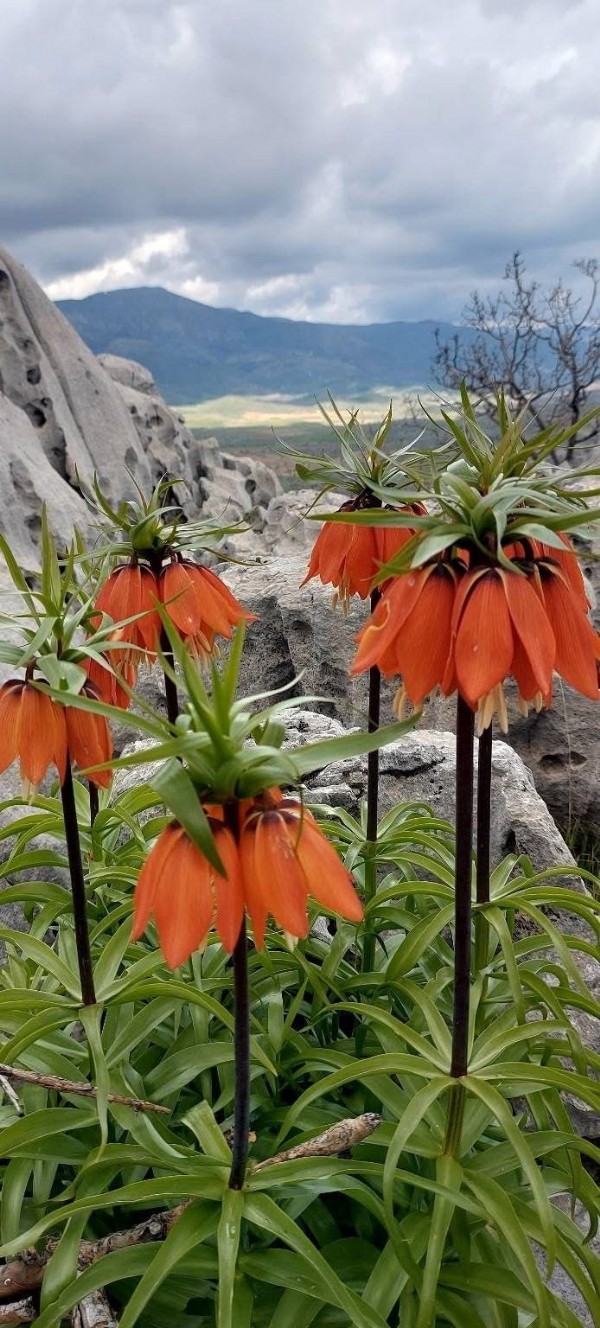 Bu Çiçeği Koparan Yandı! Cezası 700 Bin Lira