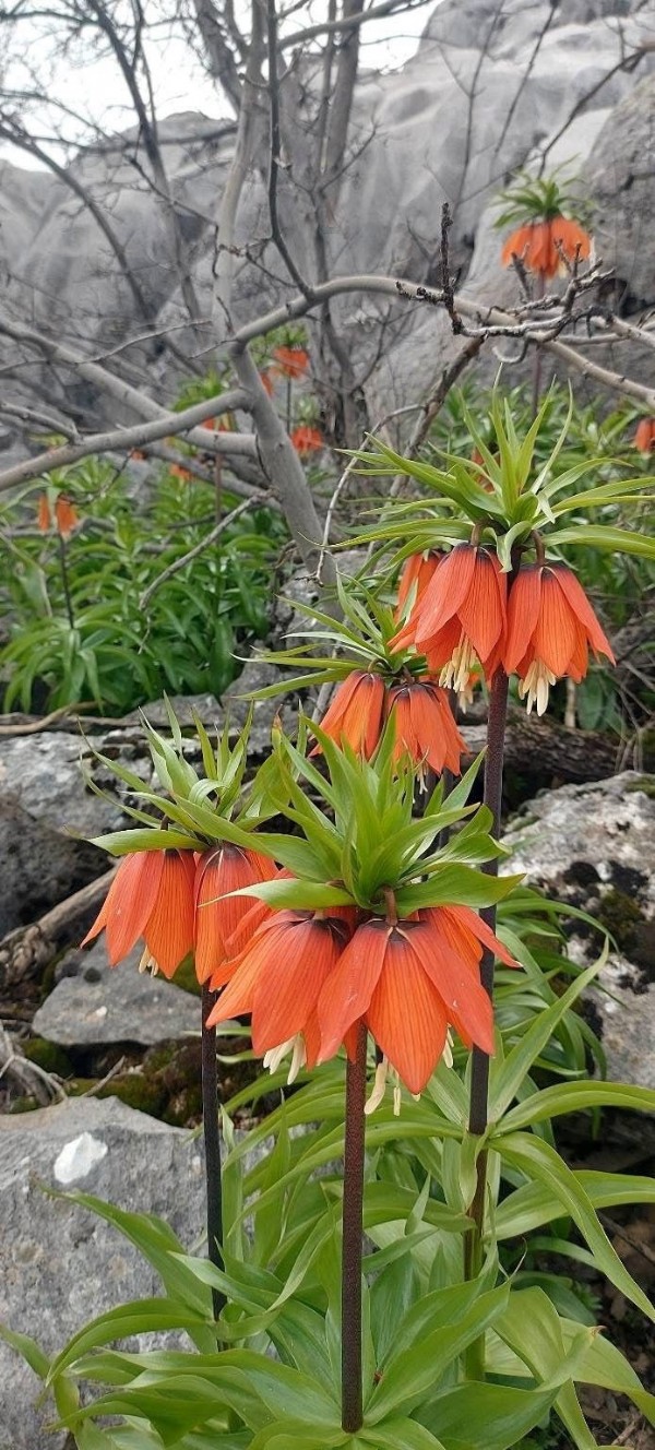 Bu Çiçeği Koparan Yandı! Cezası 700 Bin Lira