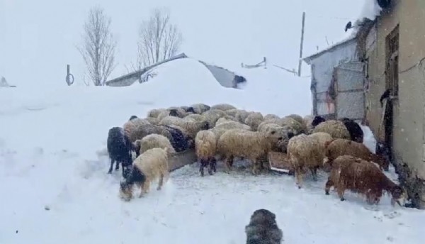 Nisan Ayında Şaşırtan Manzara! Kar Kalınlığı İnsan Boyunu Geçti