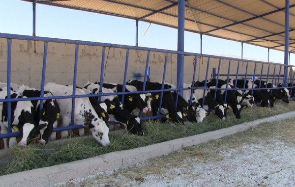 Kentte Alarm! Karantina Başlatıldı