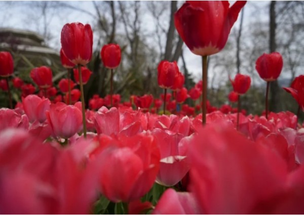 İstanbul'da lale dönemi başladı