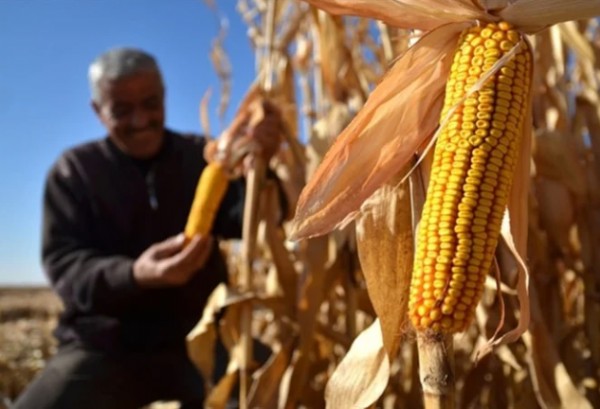 Mısırda yeni tarife kontenjanı açıldı