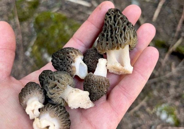 Köylü Her Yerde Onu Arıyor! Tadı Et Gibi Ama Toprakta Yetişiyor