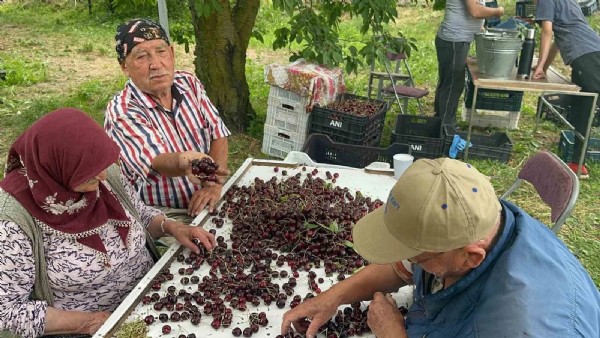 Bahçeler Doldu Taştı! Coğrafi İşareretli Üründe Tarihi Rekor Kırıldı